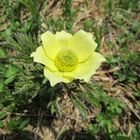 Schwefel Anemone (Pulsatilla alpina subsp. apiifolia)