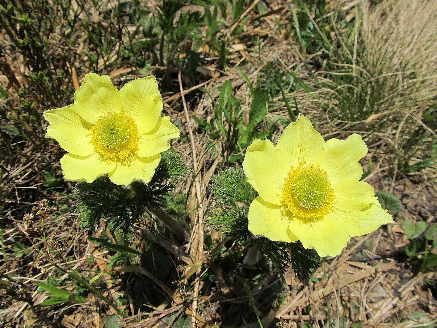 Schwefel Anemonen