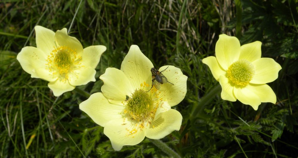 Schwefel-Kuhschelle mit Besuch