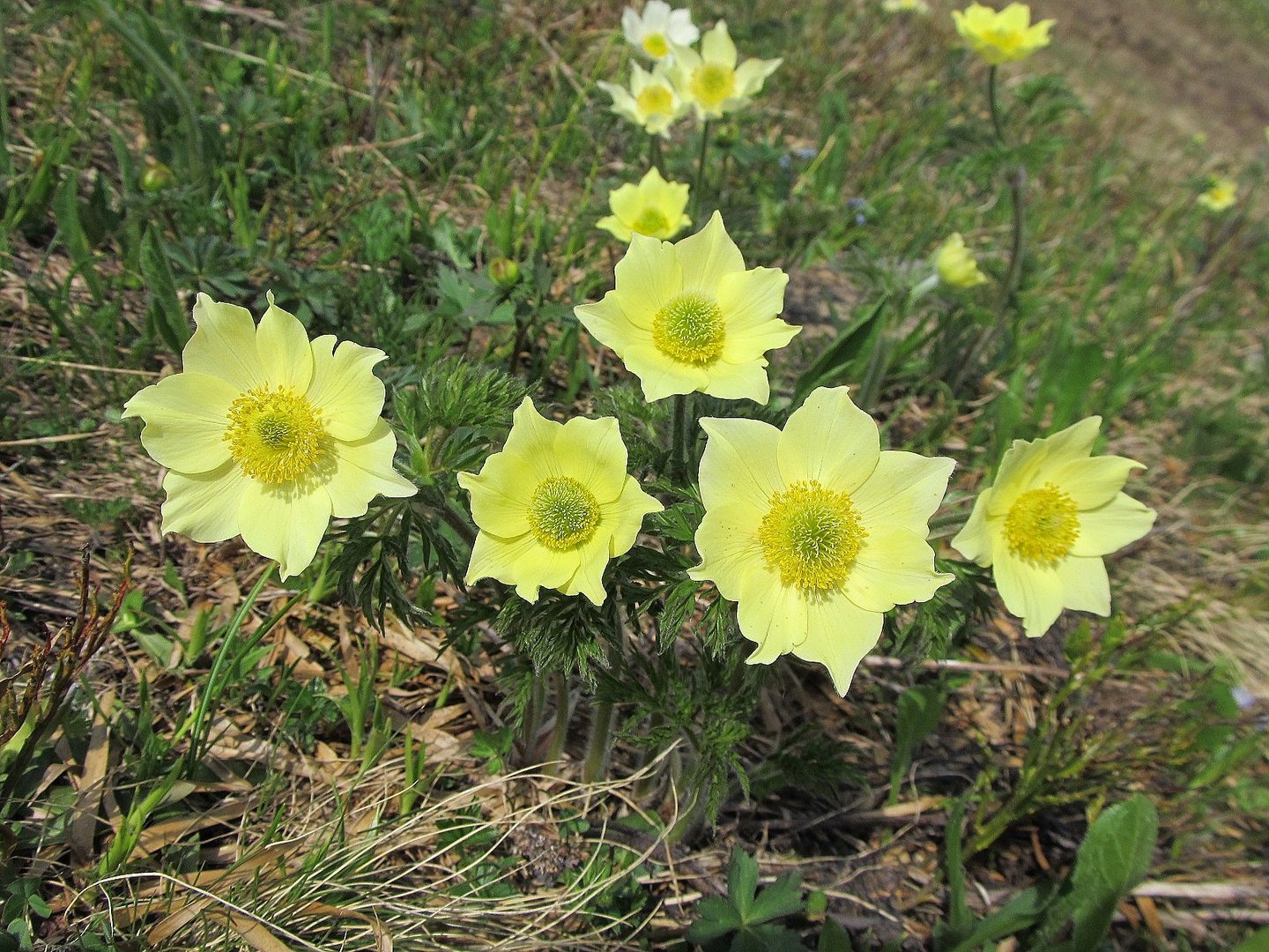 Schwefel Kuhschellen