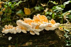 Schwefel-Porling (Laetiporus sulphureus)