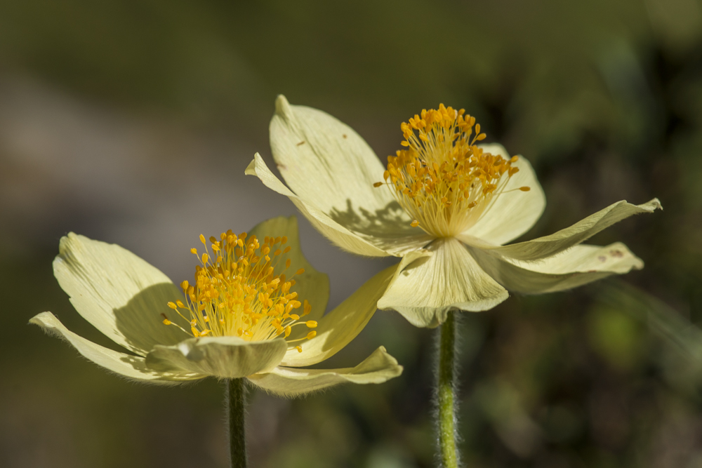 Schwefelanemone