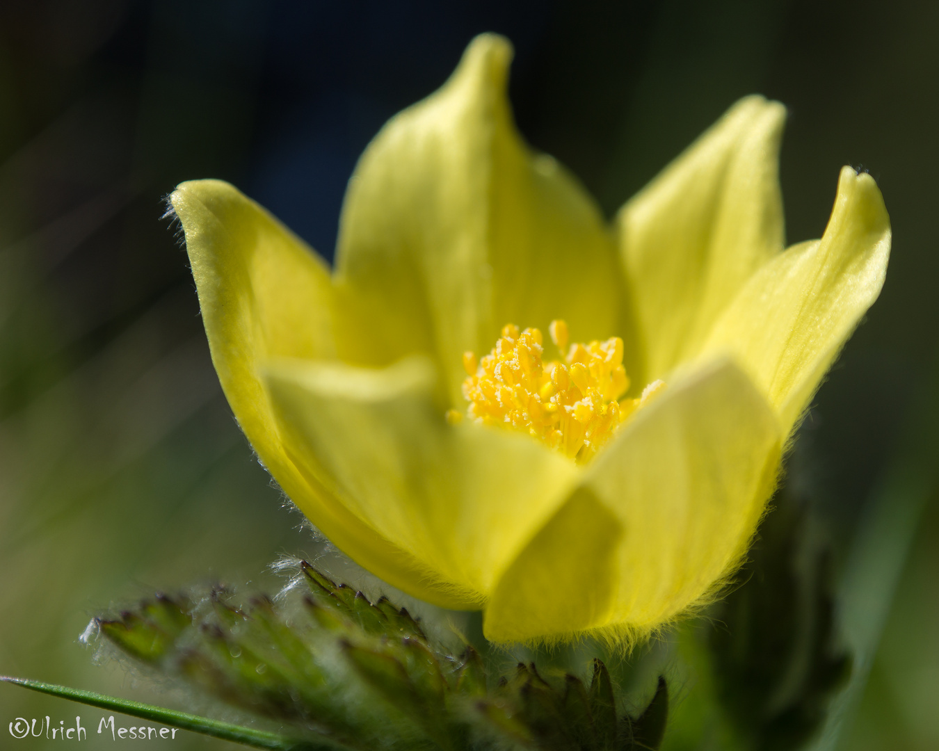 Schwefelanemone