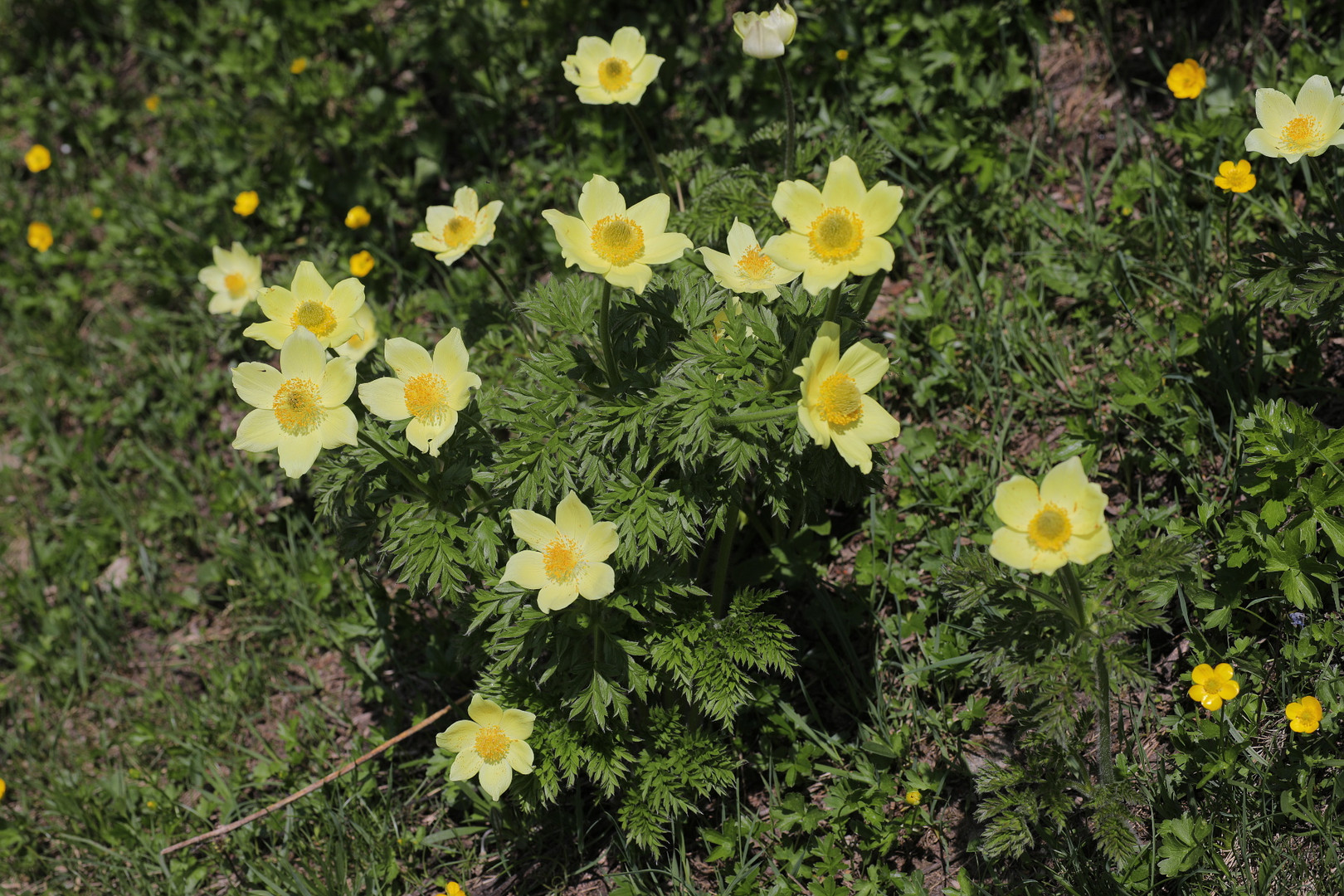 Schwefelanemone