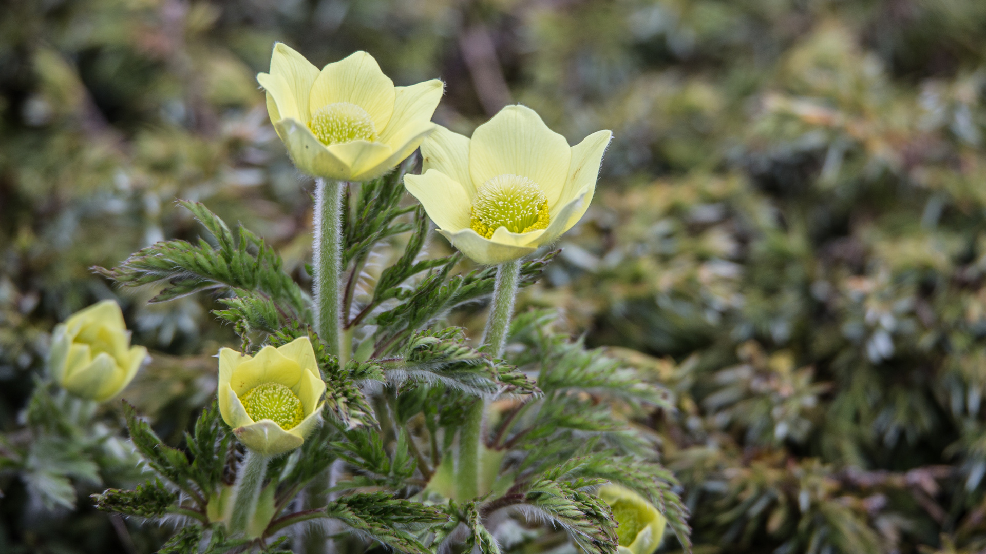 Schwefelanemone