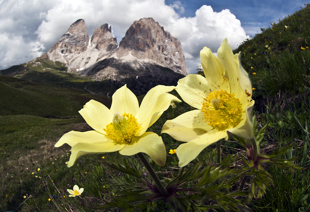 Schwefelanemone vor Langkofel