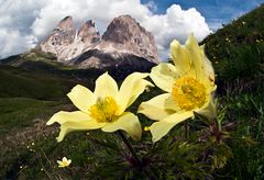 Schwefelanemone vor Langkofel