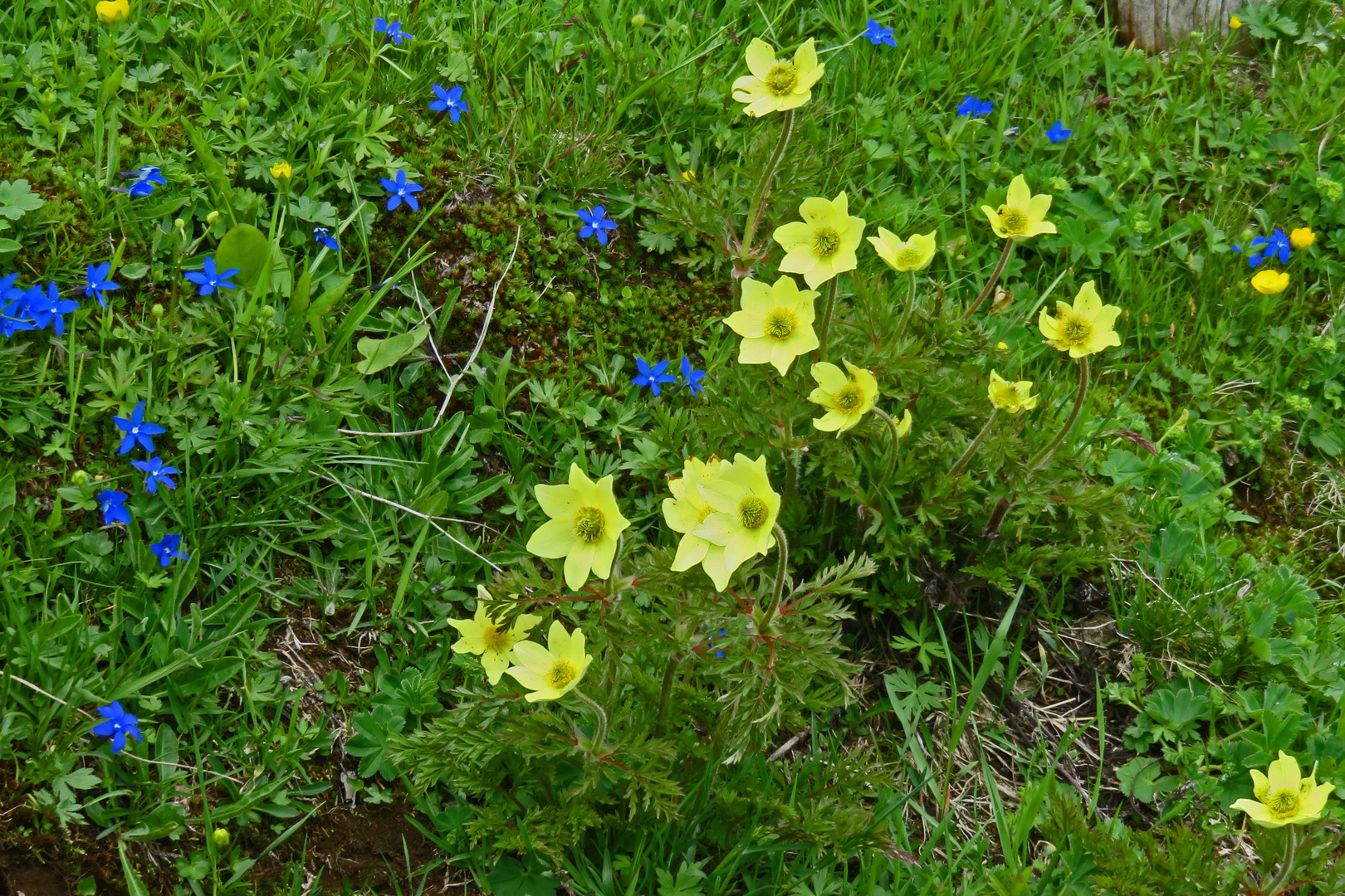 Schwefelanemonen und Schusternägele