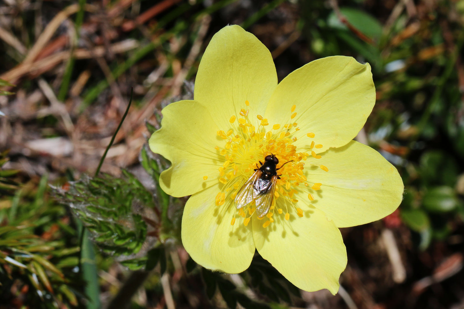 Schwefelgelbe Alpenanemone mit Besucher