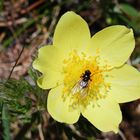 Schwefelgelbe Alpenanemone mit Besucher