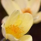 Schwefelgelbe Alpenanemone (Pulsatilla alpina)