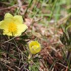 Schwefelgelbe Alpenanemone (Pulsatilla alpina subsp. apiifolia)