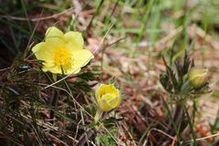 Schwefelgelbe Alpenanemone (Pulsatilla alpina subsp. apiifolia)