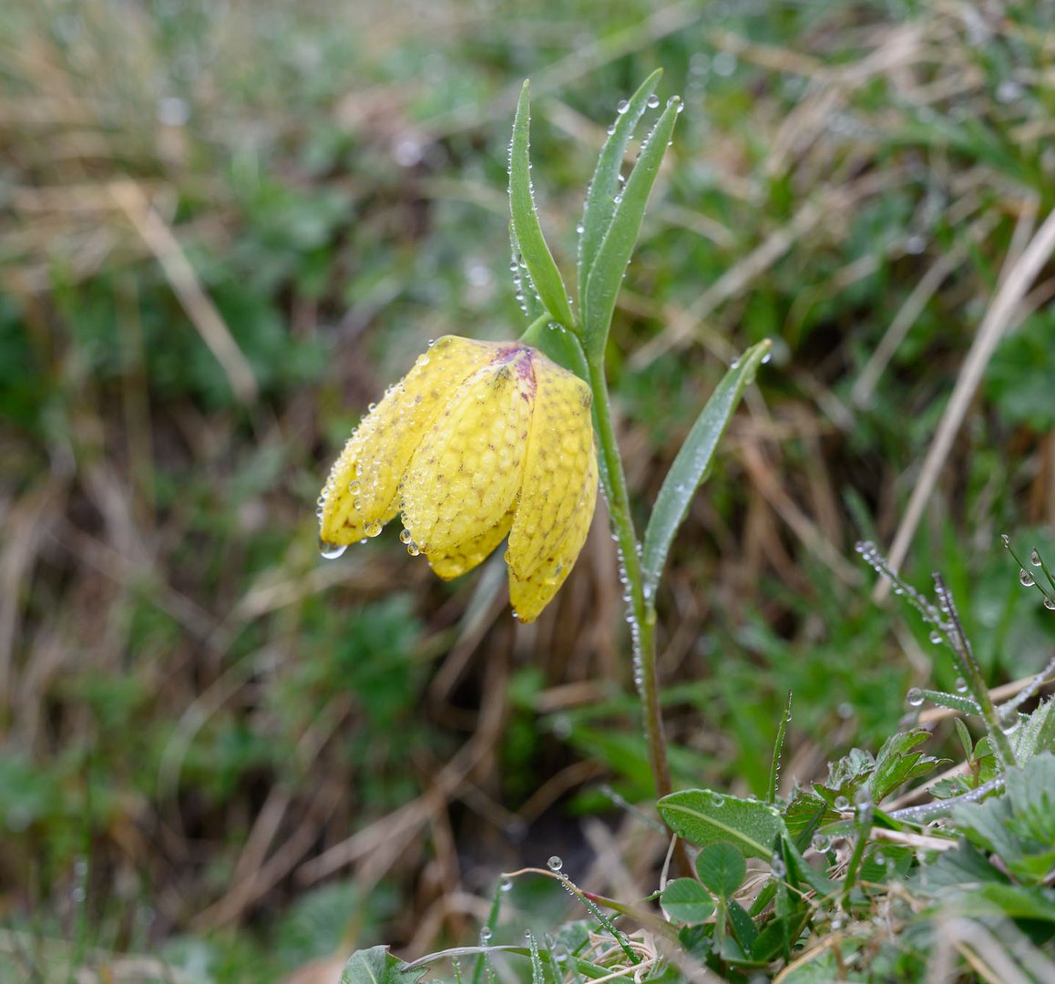 Schwefelgelbe Schachblume (Fritillaria collina)