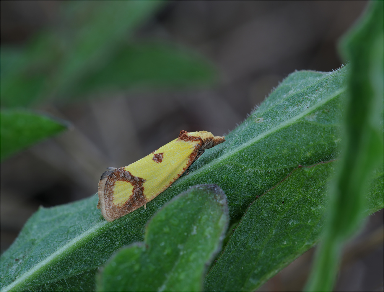 Schwefelgelber Flockenblumen-Wurzelfresser (Agapeta zoegana)