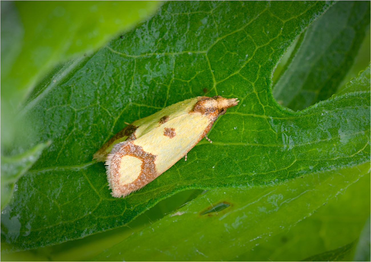 Schwefelgelber Flockenblumen-Wurzelfresser (Agapeta zoegana)