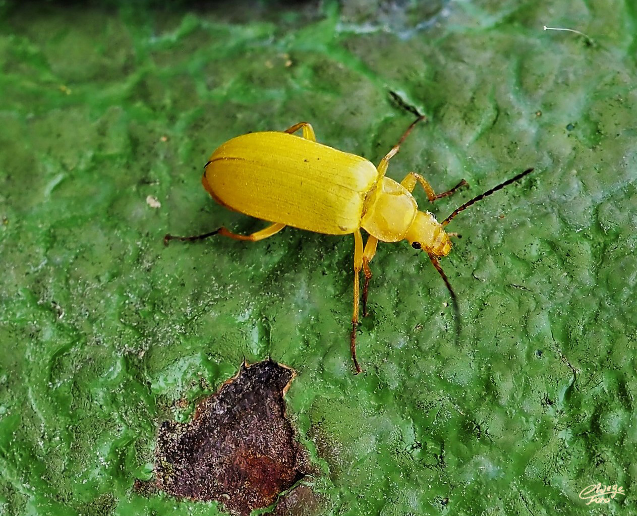 Schwefelkäfer am rostigen Zaunpfahl