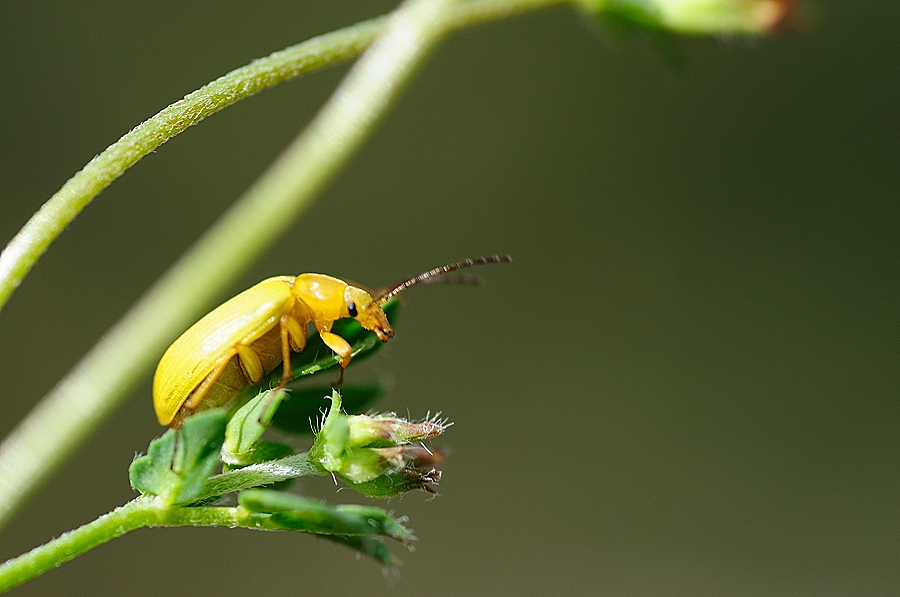 Schwefelkäfer (Cteniopus flavus)