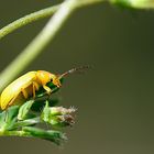 Schwefelkäfer (Cteniopus flavus)