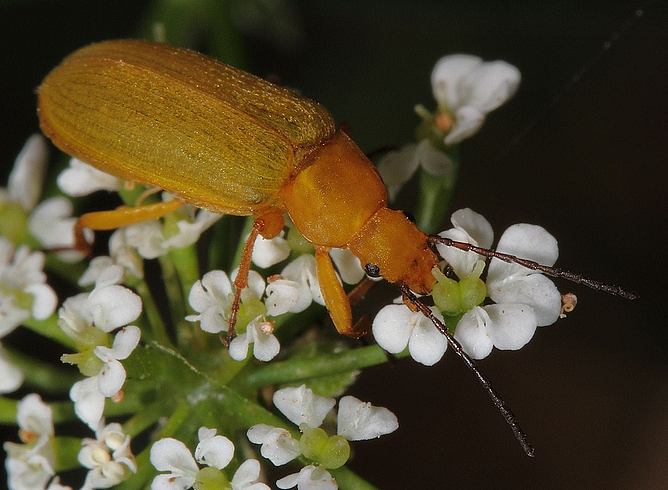 Schwefelkäfer (+Tierinfo)