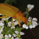 Schwefelkäfer (+Tierinfo)