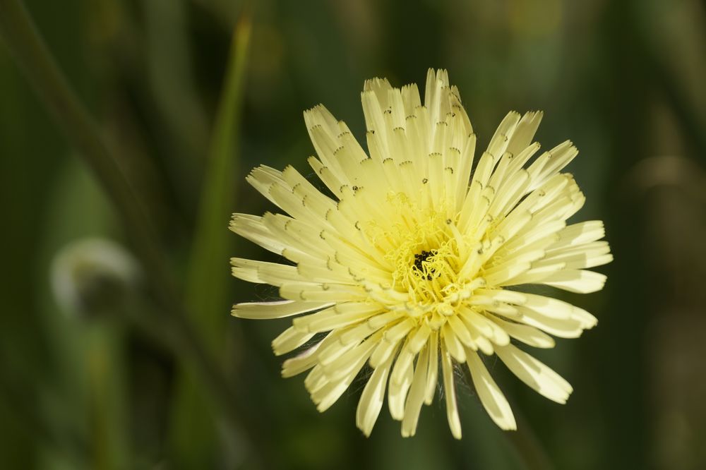 Schwefelköpfchen