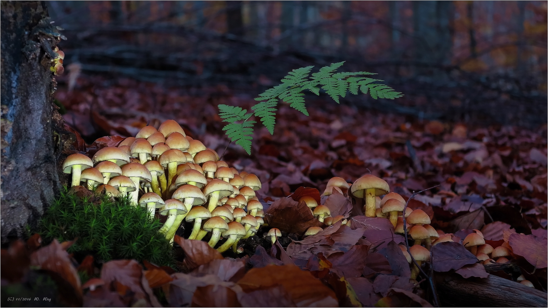 Schwefelköpfchen im Licht