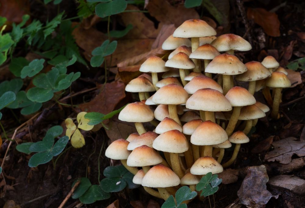 Schwefelköpfe Foto & Bild pflanzen, pilze & flechten, pilze