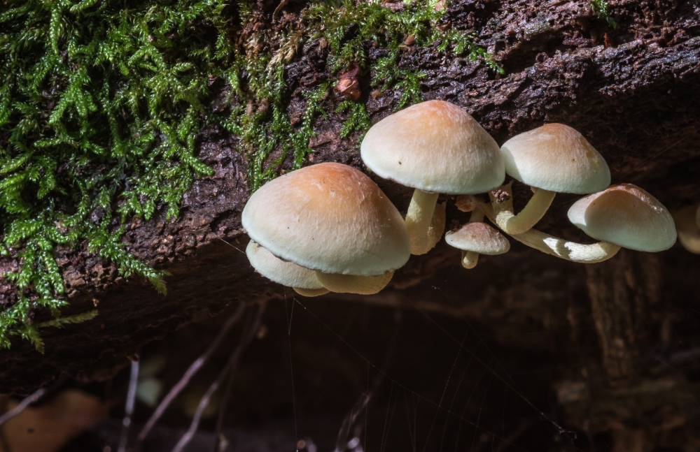 Schwefelköpfe (Hypholoma)