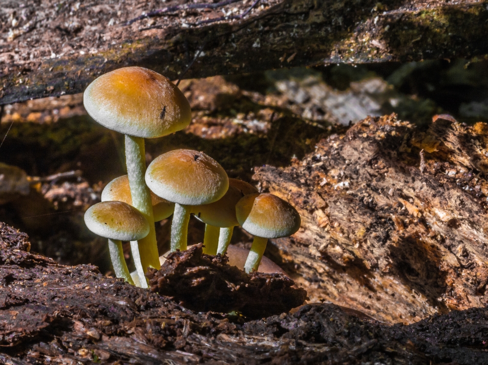 Schwefelköpfe (Hypholoma)