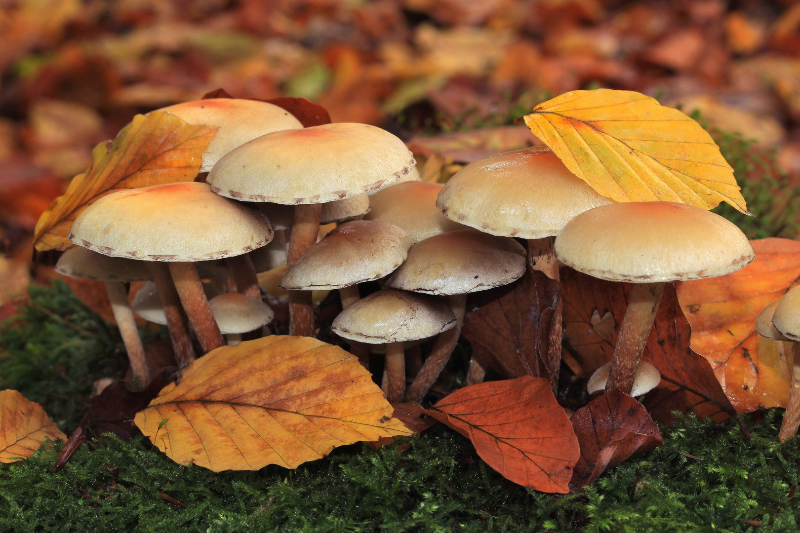 Schwefelköpfe, Hypholoma spec., im Arnsberger Wald