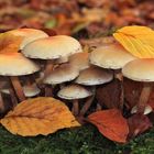 Schwefelköpfe, Hypholoma spec., im Arnsberger Wald