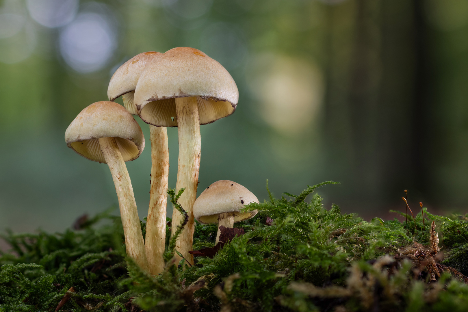 Schwefelköpfe im Herbstwaldambiente