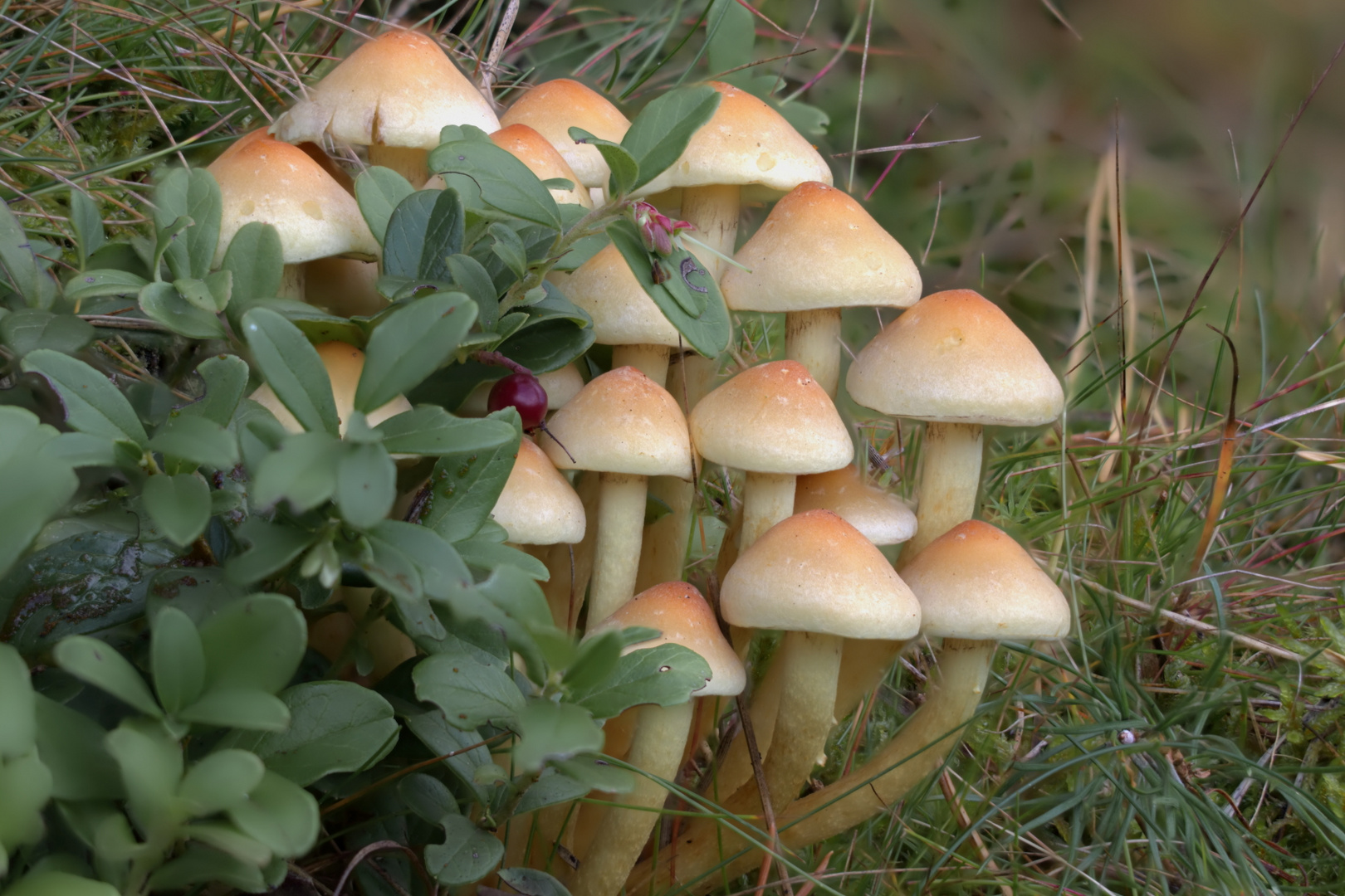 Schwefelköpfe mit Preiselbeere