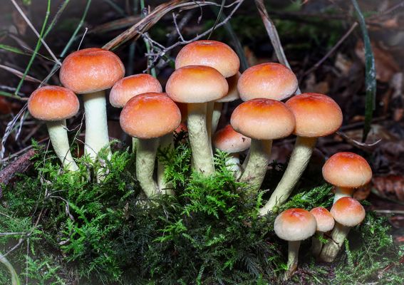 Schwefelkopf-Ensemble