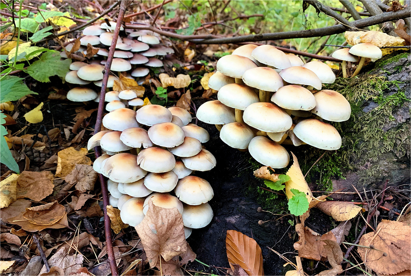 Schwefelkopf ( Hypholoma )