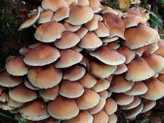 Schwefelkopf (Hypholoma) an Baumstumpf in Amelsbüren