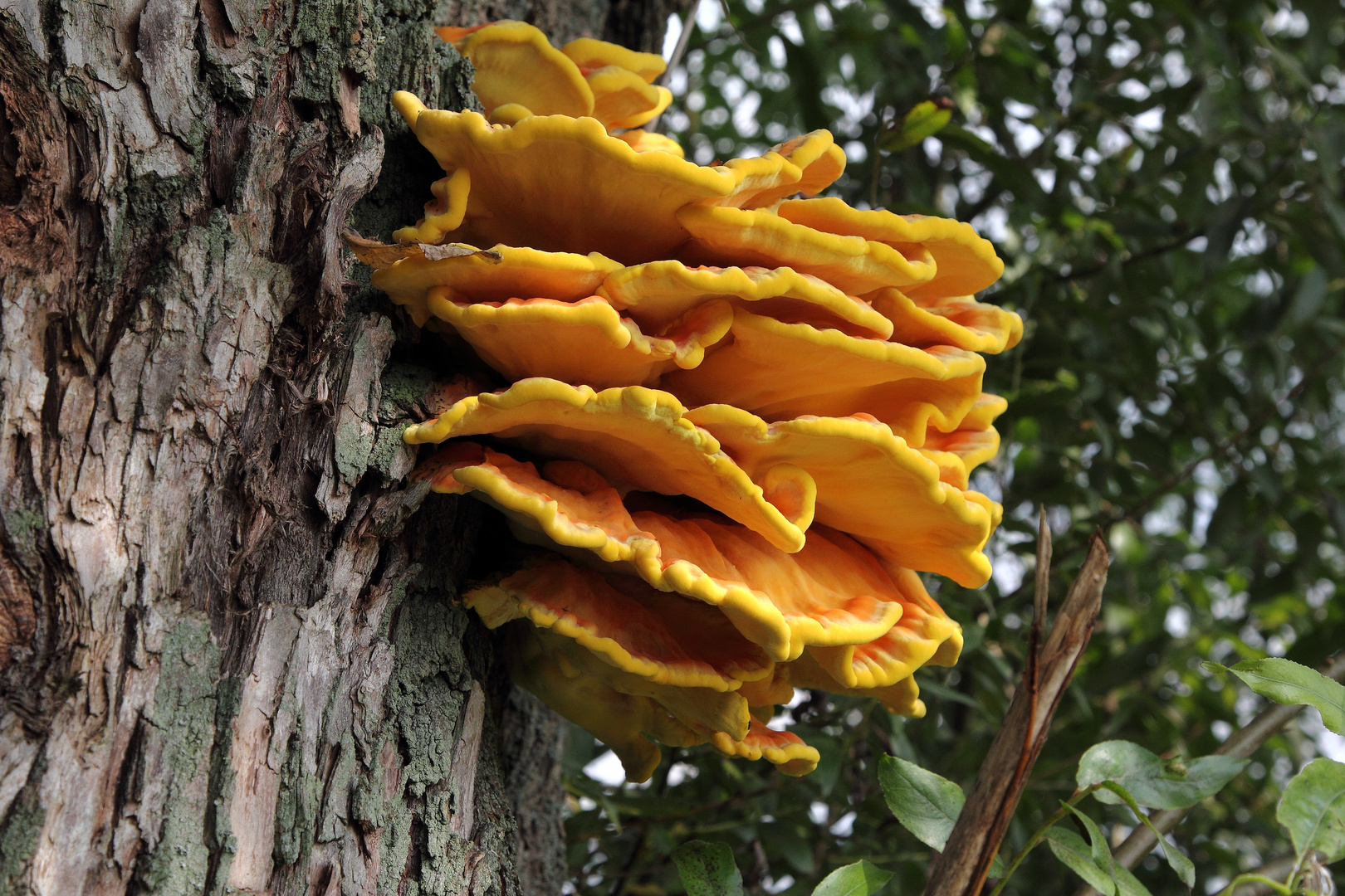 Schwefelporling (Laetiporus sulfureus) #1