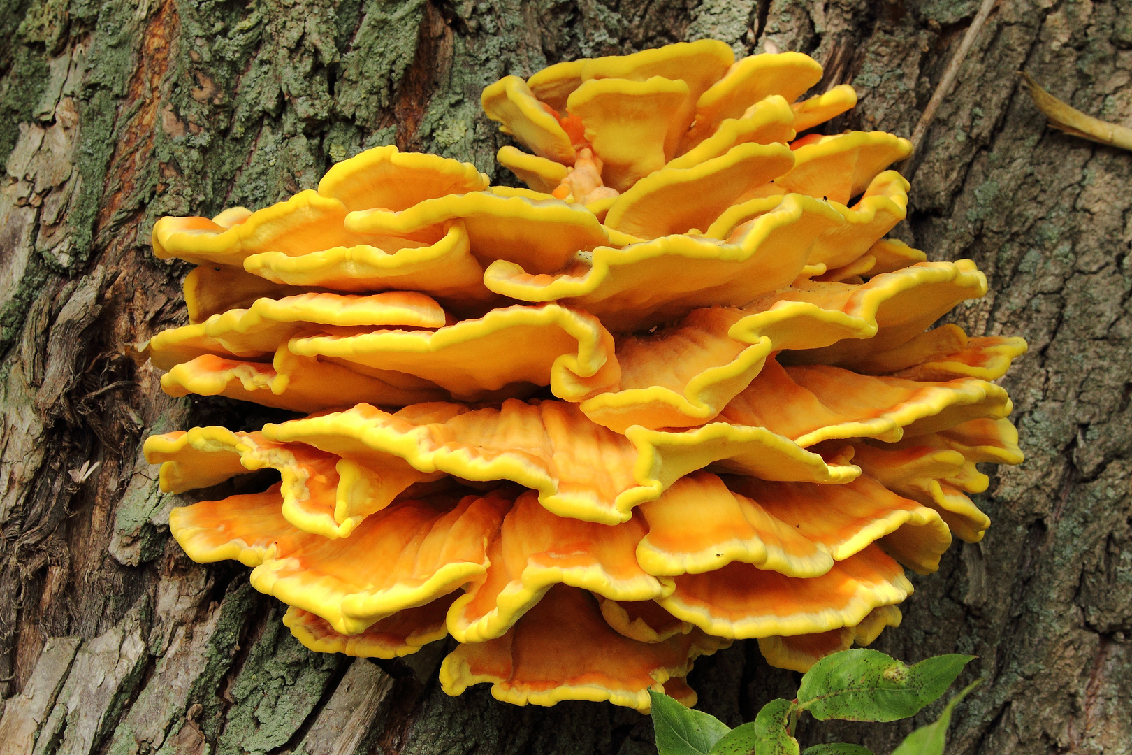 Schwefelporling (Laetiporus sulfureus) #2