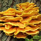 Schwefelporling (Laetiporus sulfureus) #2