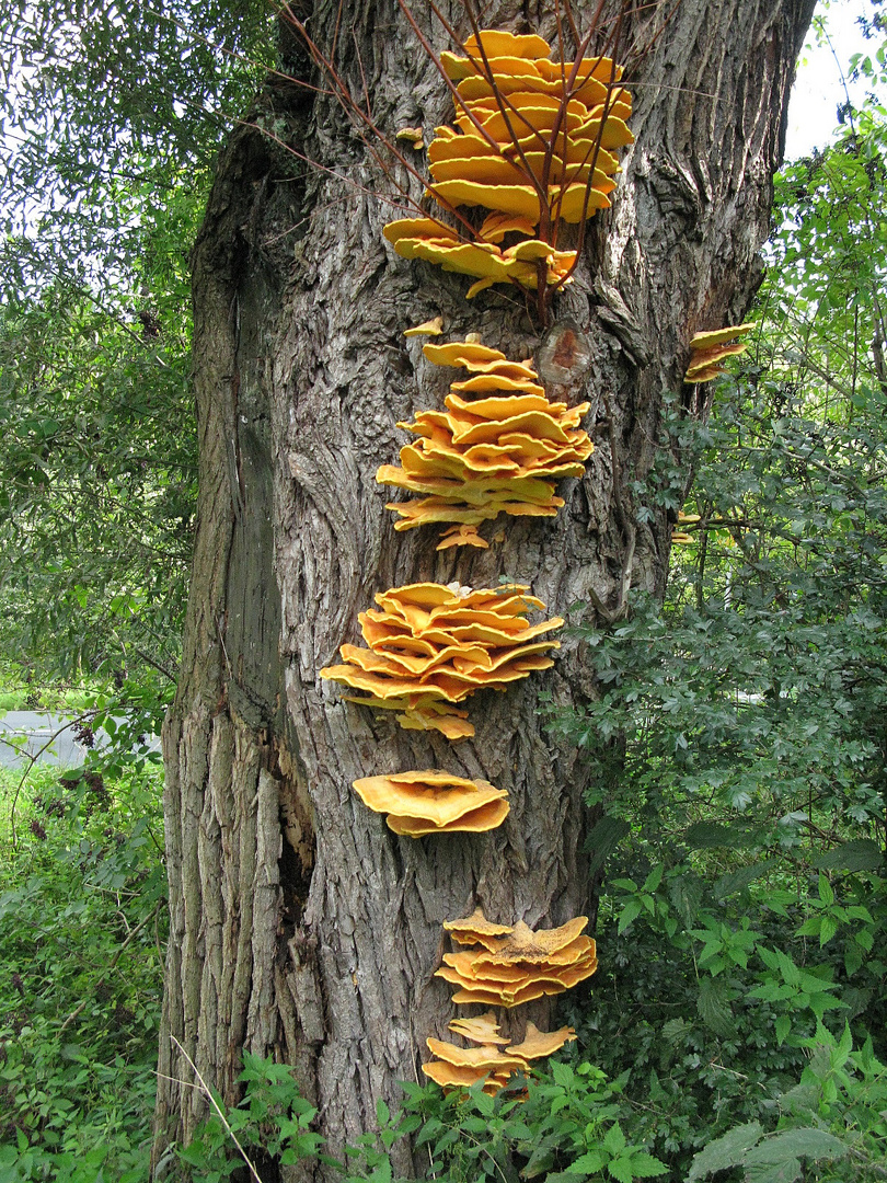 Schwefelporling (Laetiporus sulphureus)