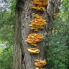 Schwefelporling (Laetiporus sulphureus)