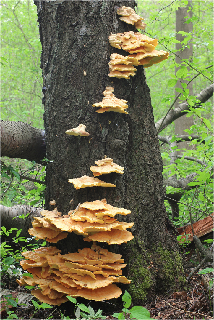 Schwefelporling (Laetiporus sulphureus)