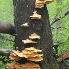 Schwefelporling (Laetiporus sulphureus)