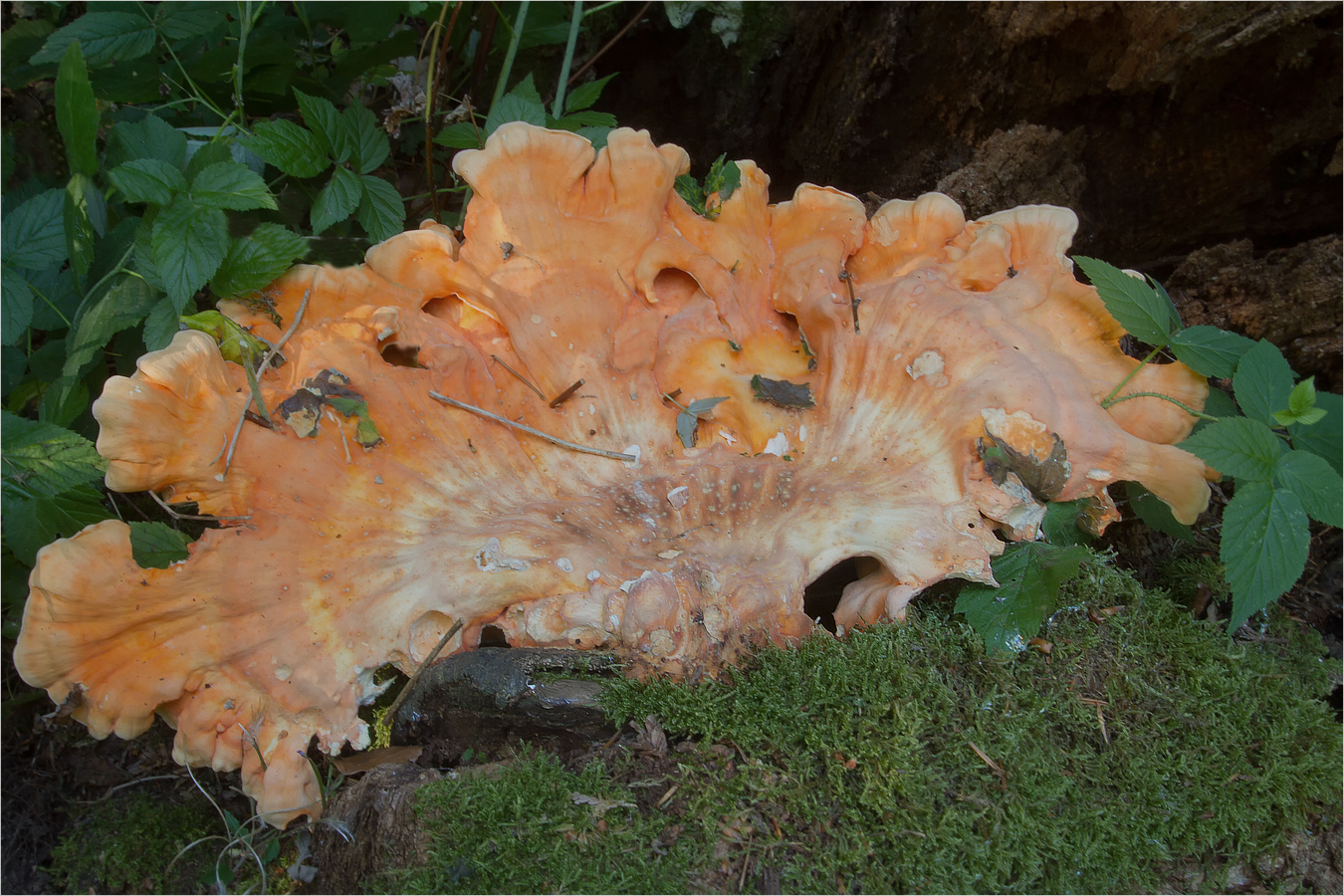 Schwefelporling (Laetiporus sulphureus)