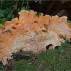 Schwefelporling (Laetiporus sulphureus)