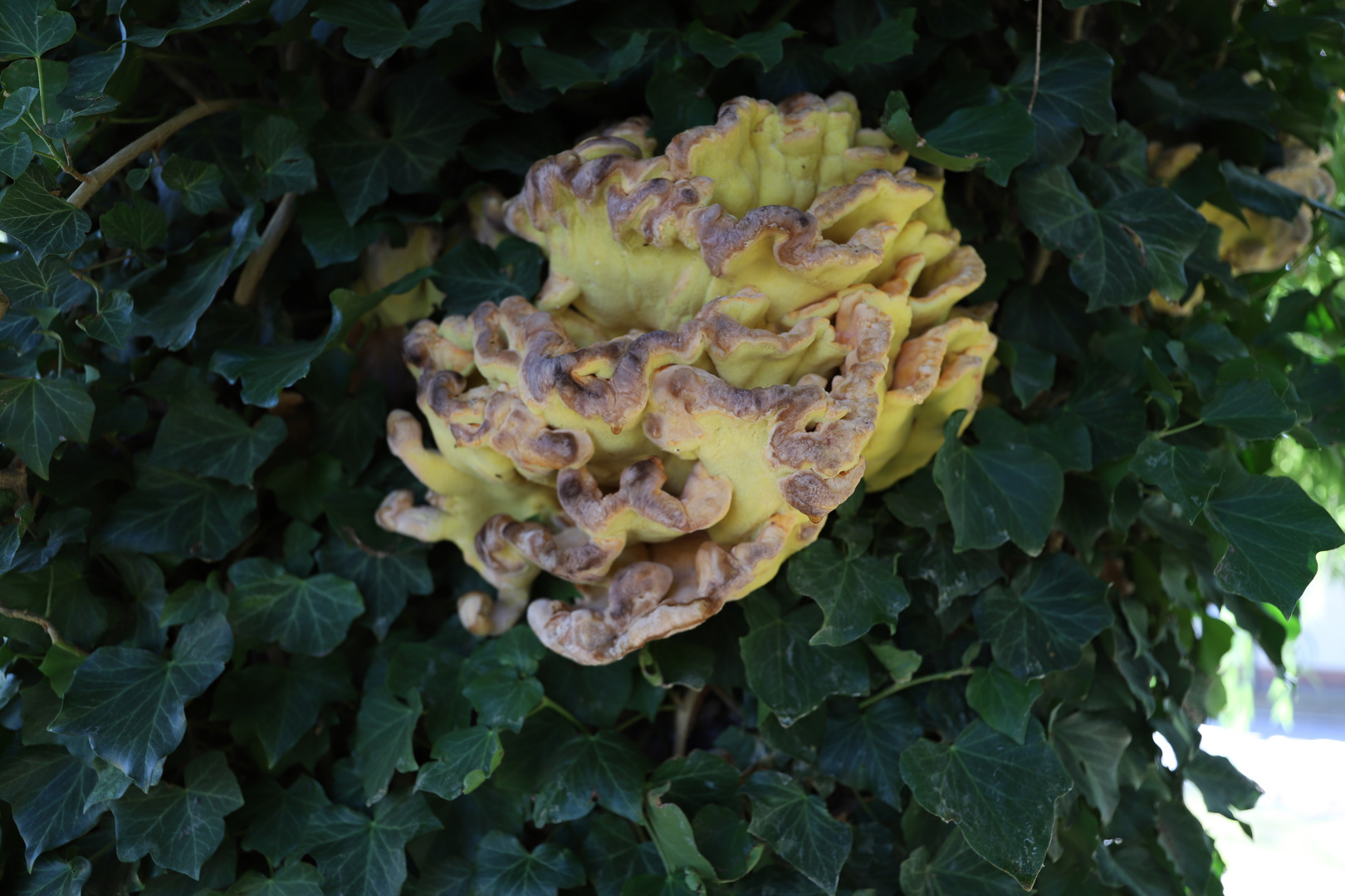 Schwefelporling (Laetiporus sulphureus)