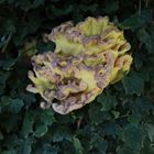 Schwefelporling (Laetiporus sulphureus)