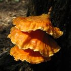 Schwefelporling (Laetiporus sulphureus)