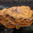 Schwefelporling (Laetiporus sulphureus) in Focus Stacking 